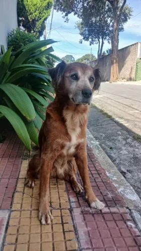 Adestrador e passeador de cães 