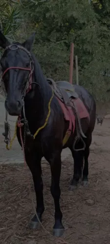 Cavalo meio sangue QM 