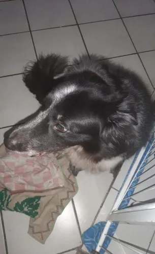 Doando um cachorro boxer coller