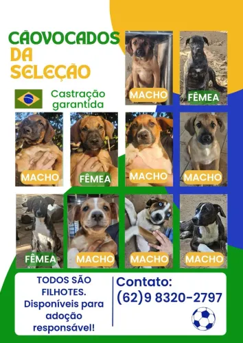 Doação cachorros resgatados