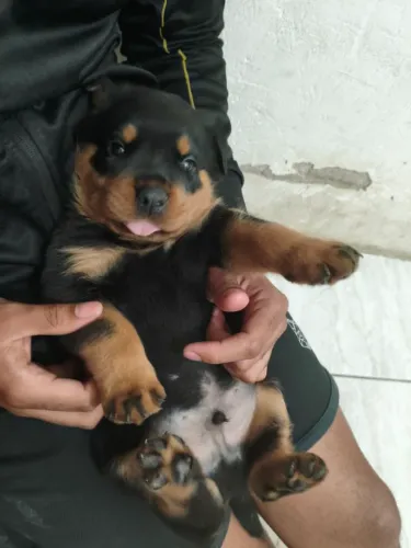 Vende-se filhote de Rottweiler.