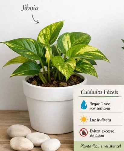 Planta Fácil de Cuidar para Apartamento Jiboia Natural Pendente Decoração Moderna