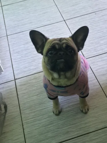 Buldogue francês 