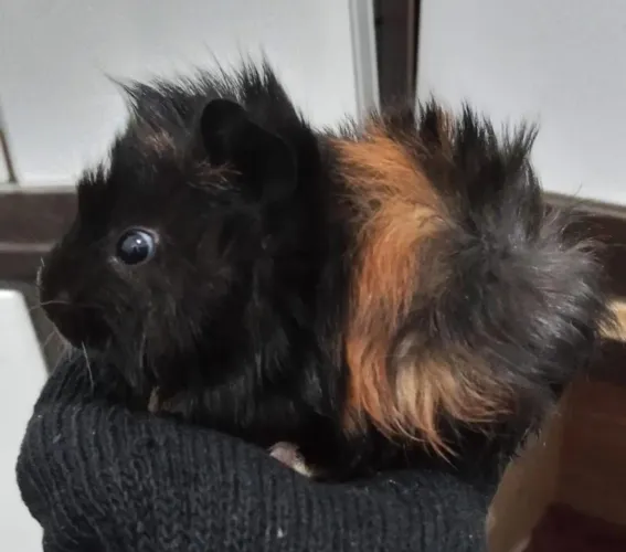 porquinhos da índia