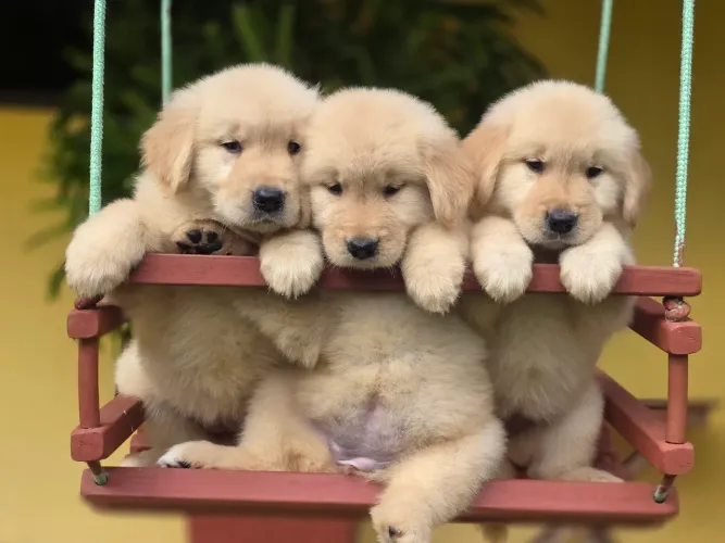 Filhote golden retriever