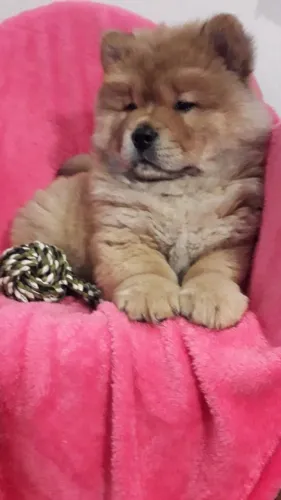 Chow Chow,Chow Chow Filhote Peludo e Pronto para um Novo Lar com Amor