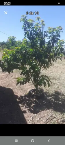 Vendo área de 2.500 metros quadrados 