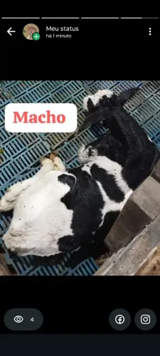 Terneiros guachos