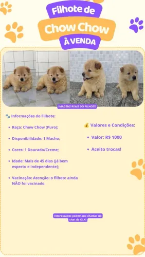 Filhote de CHOW CHOW