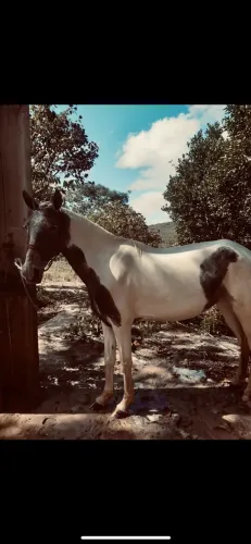 Égua