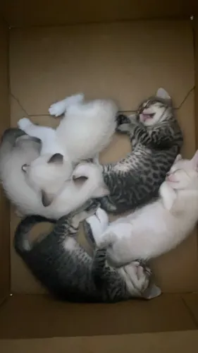 gatos filhotes de raça
