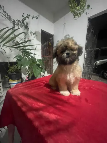 Filhotes de cachorro shitszu 800