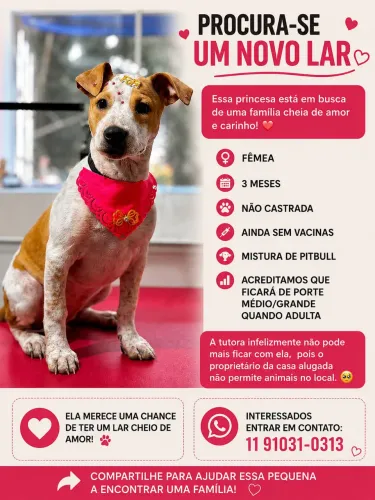 Adoção