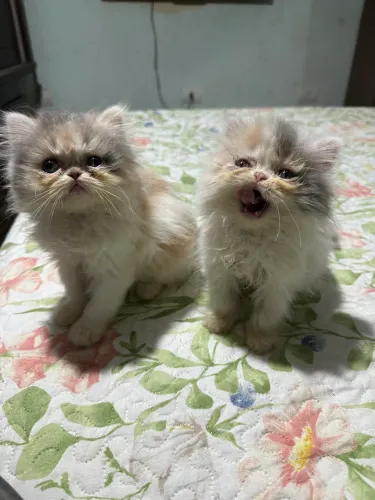 Gato persa