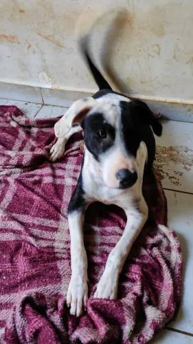 Doação filhote Pitbull macho castrado 