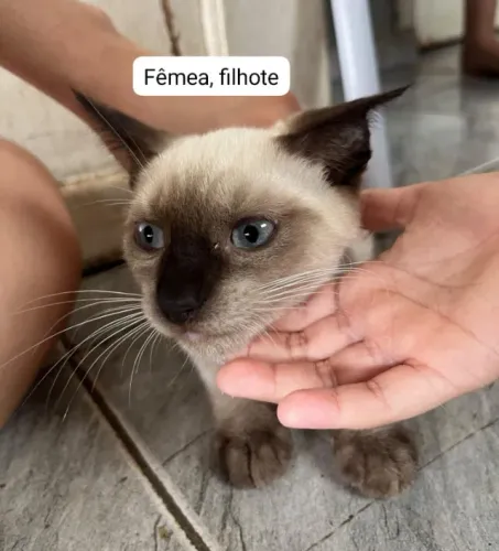Adoção de gatos