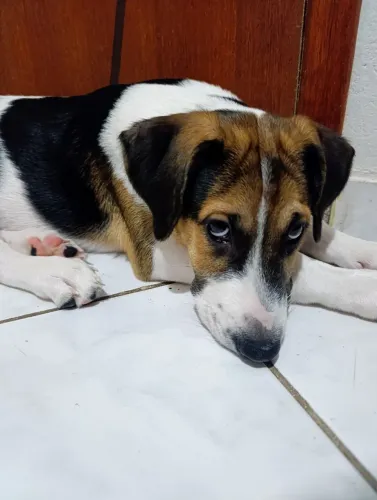 Quero ser adotado, me dê uma chance de ser seu melhor amigo!