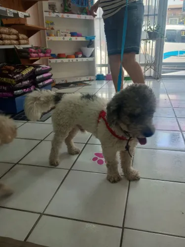 Doação de um lindo Poodle Adulto.