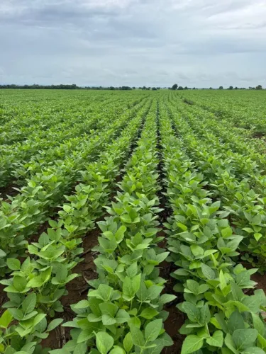 Fazenda de Lavoura 46 Alqueires!