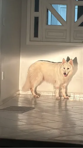 Pastor suíço procura namorada 