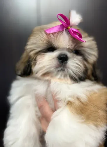 Shih-Tzu Micro Caramelo Fêmea - Pequena, Inteligente e Super Apegada!