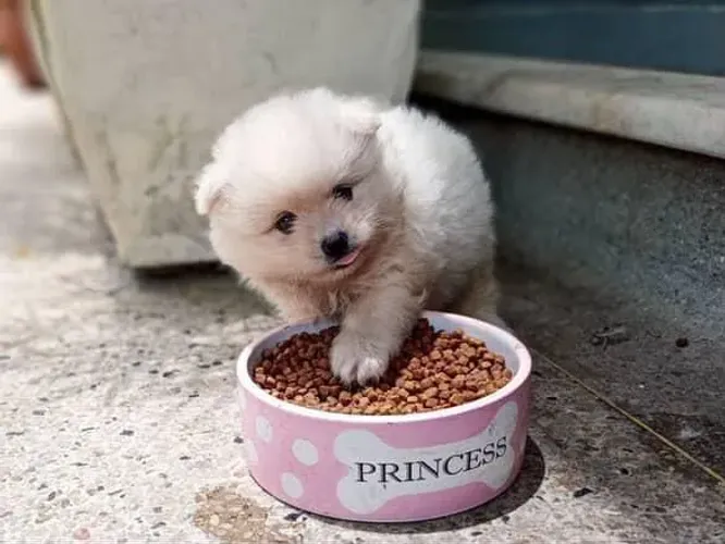 Filhote Spitz Alemão, Esses Filhotes Vão Derreter Seu Coração!