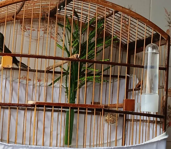 Gaiola de vivitti top completo 