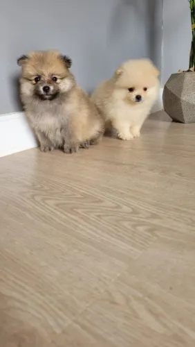 Lulu da Pomerânia  VALOR PROMOCIONAL