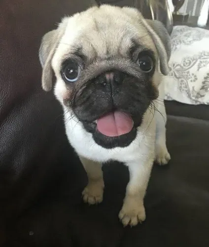 Filhotes de Pug | Felicidade que abana o rabo!