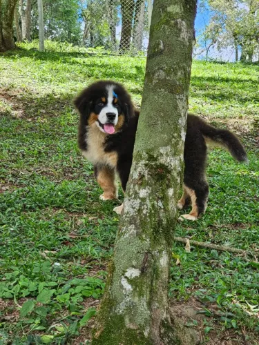 Bernese Mountain Dog | Envios para todo o Brasil e Exterior