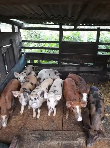 Vende-se Porco Caipira