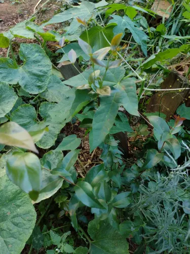Mudas goiabeira, mamão, abacaxi, pitanga