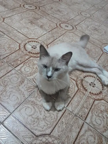 Gato resgatado e bem cuidado pra doação! 