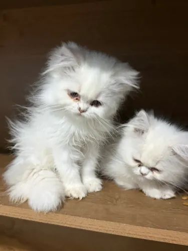 Lindos bebezinhos de gato persa