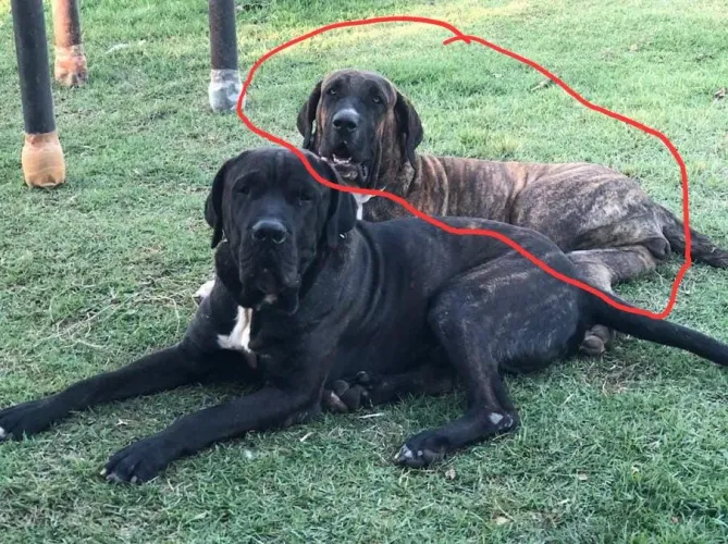 Filhotes de Fila Brasileiro Legítimos