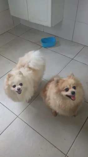 Spitz alemão