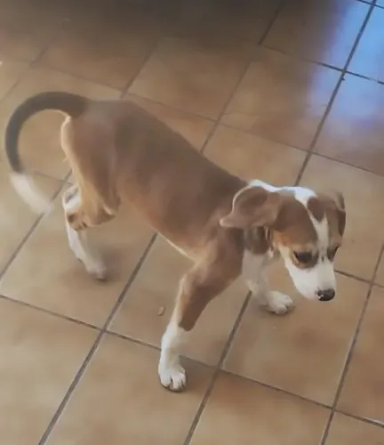 Doação - cachorrinha