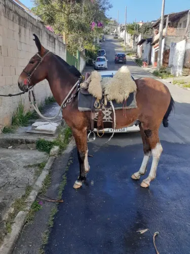 Burro.