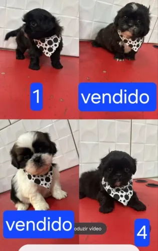 Filhote de shih tzu