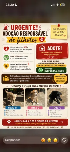 cachorros vira-lata para adoção consciente