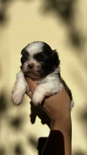 Filhotes de Shih Tzu