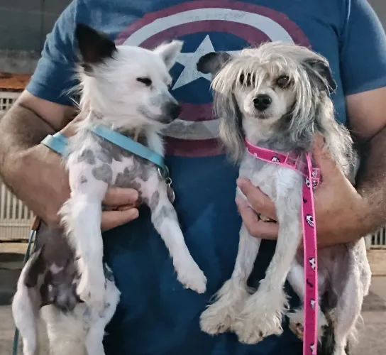 Vendo 4 filhotes da raça Cão de Crista Chinês - nascidos em 29/03/2026