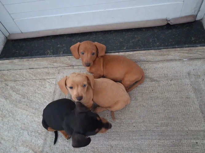 Dachshund todos (mini)