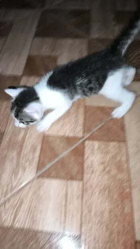 Gatinhos