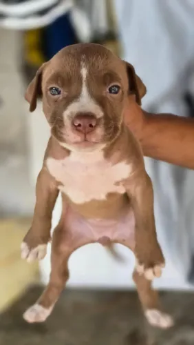 Pitbull 