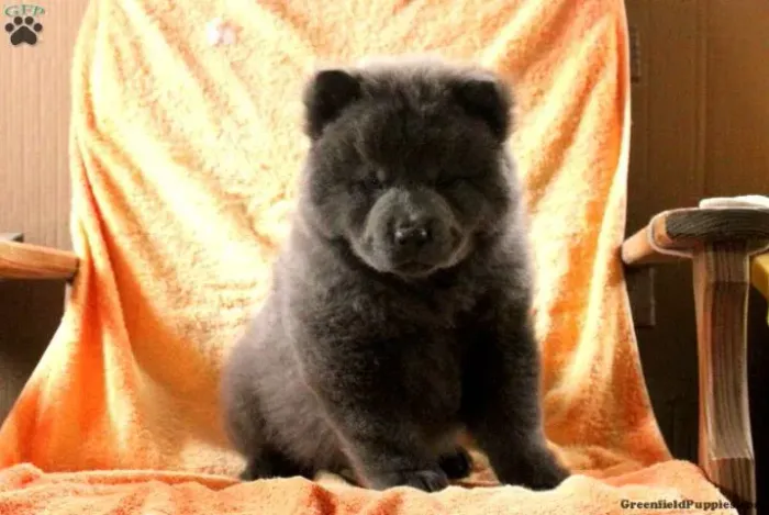 Chow Chow - Entrega Hoje - Últimos