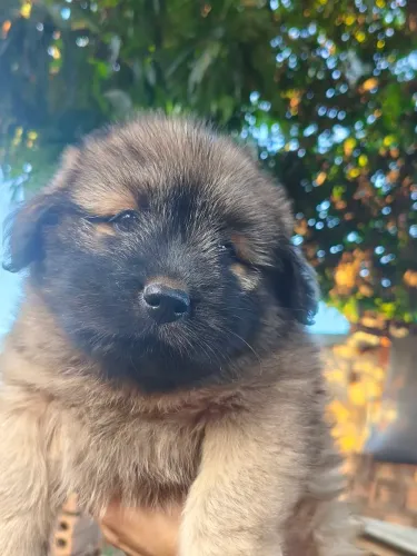 Filhote Chow Chow