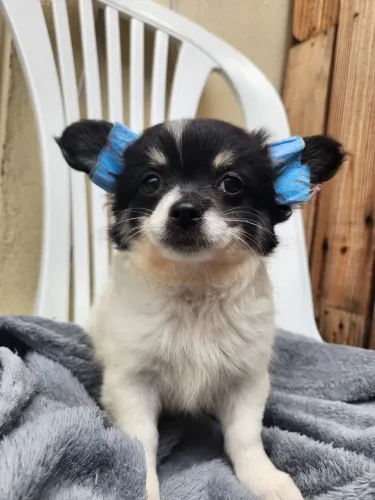 Chihuahua fêmea pelagem longa