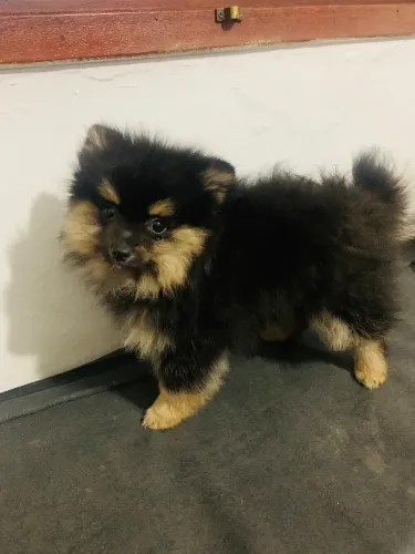Vendo machincho black and tan 