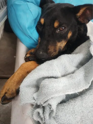 Cachorrinho macho aproximadamente 6 meses adocao
